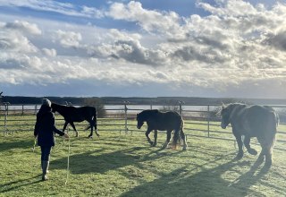 Hier zie je mij, Carolin Ilchen - rijtherapeute sinds 2022 - samen met mijn drie grote paarden. 4 paarden zijn momenteel betrokken bij rijtherapie als therapiepaarden. // &copy; Carolin Ilchen