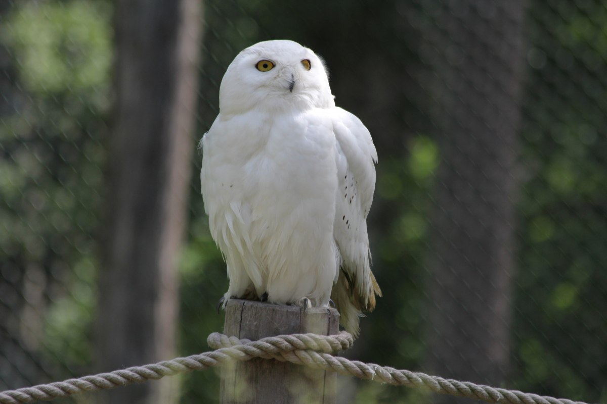 Snowy owl on the Eulenberg in the Wildpark-MV // © Wildpark-MV Snowy owl on the Eulenberg in the Wildpark-MV // © Wildpark-MV