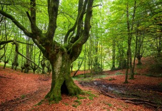 © herraez- stock.adobe.com © herraez- stock.adobe.com