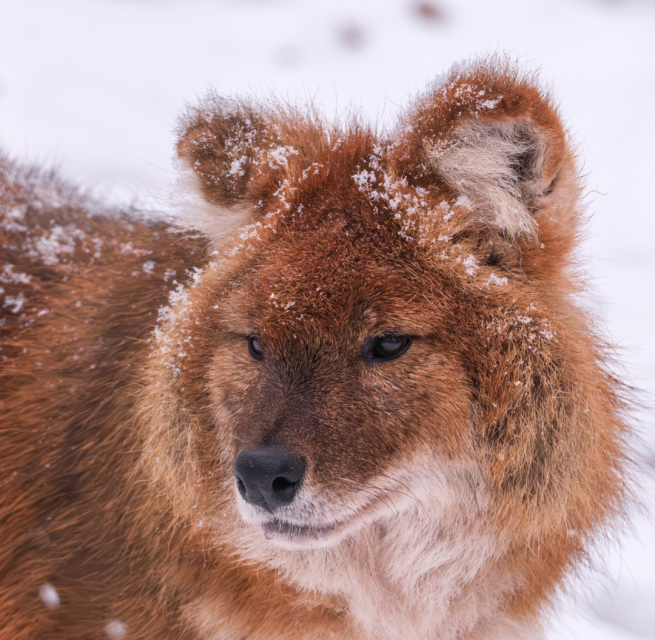 Winter safari at Schwerin Zoo. Get to know the zoo and its inhabitants after regular closing time on an exclusive winter safari., © Zoo Schwerin