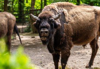 Wisente im Zoo Rostock. // &copy; Zoo Rostock/ Dr&uuml;bbisch