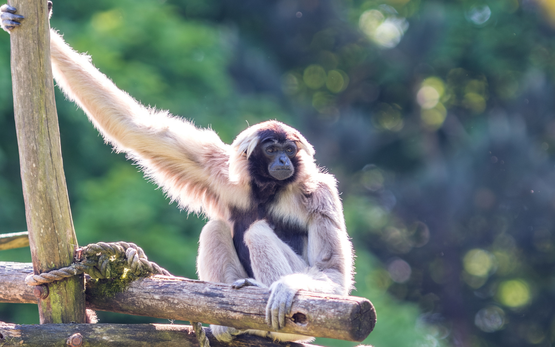 Capped gibbon at Schwerin Zoo during the evening safari, © Zoo Schwerin