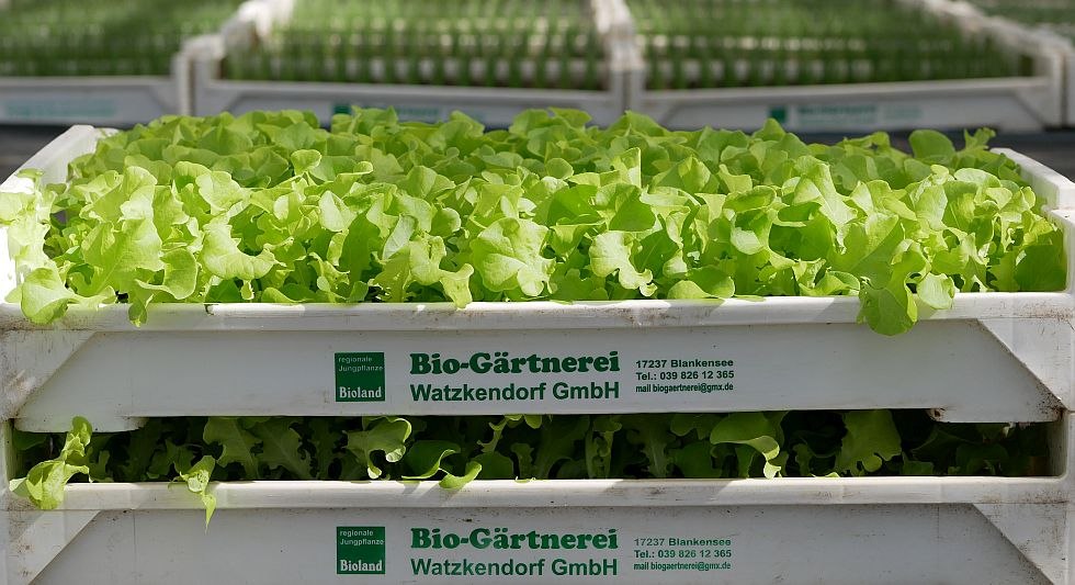 Regionale jonge planten uit de biologische kwekerij, © Bio-Gärtnerei Watzkendorf