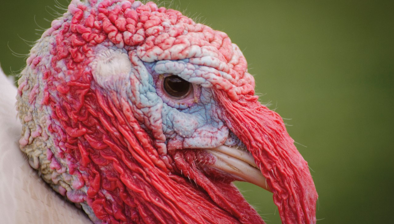 Gobbler Heinz ma wszystko w zasięgu wzroku, © Land der Tiere