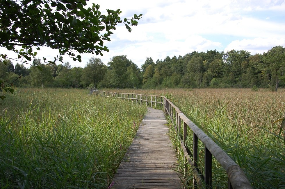 Het pad voert door stukken bos en over natte weiden., © Gabriele Skorupski