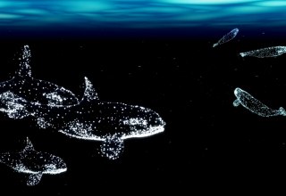 © halbautomaten/Deutsches Meeresmuseum © halbautomaten/Deutsches Meeresmuseum