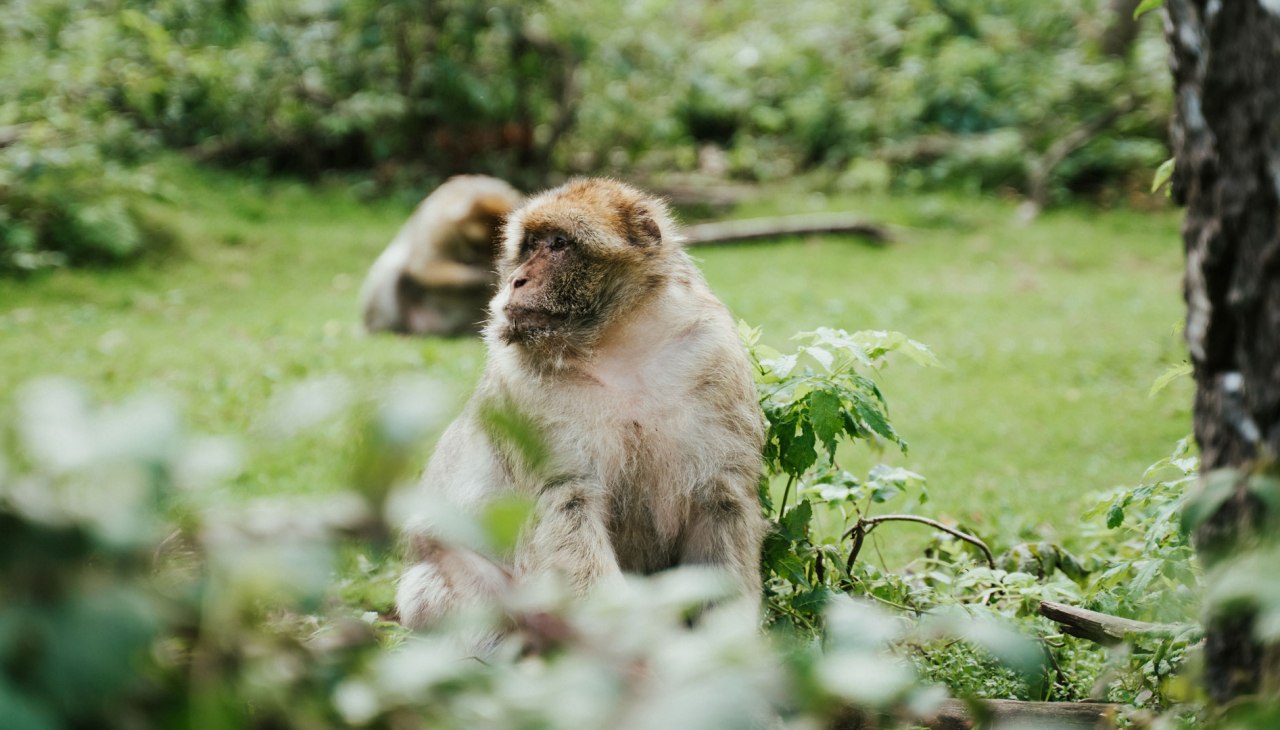 affenwald-malchow, © 1000seen
