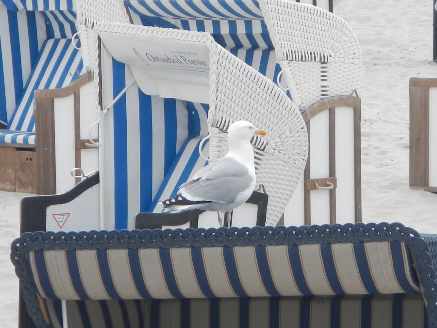 Zeemeeuw op strandstoel, © TV FDZ