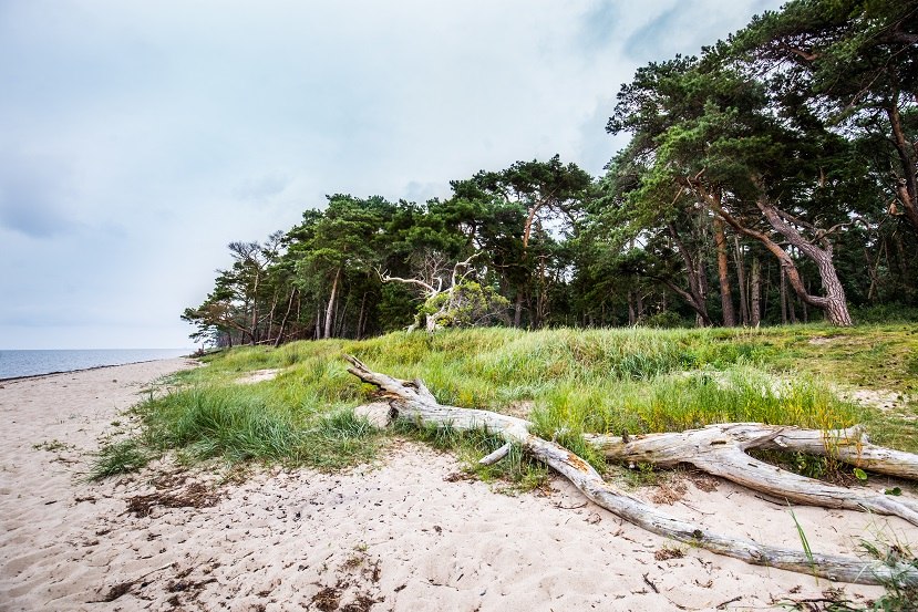 Kustbos op het natuurlijke strand van Ludwigsburg, © TMV/Krauss
