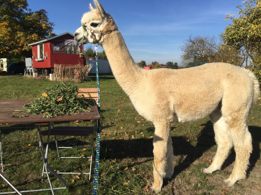 Kleine alpacaboerderij met boerderijwinkel in Penkow, &copy; Fleesensee Alpakas