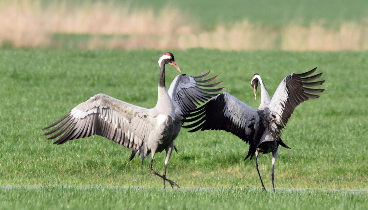 Dans van de kraanvogels, © KarstenP eter