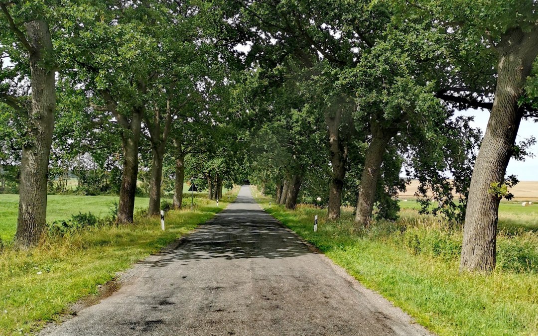 Avenue near Bristow, © E-Bike MV