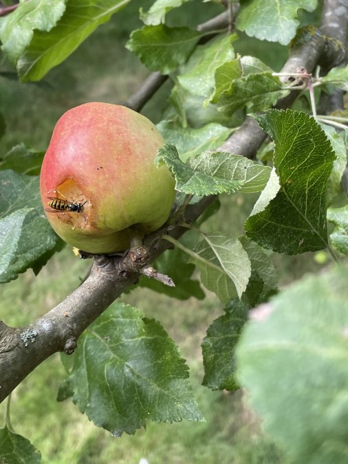 Apple, © Südliche Boddenküste
