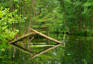© Stadt Neustrelitz © Stadt Neustrelitz