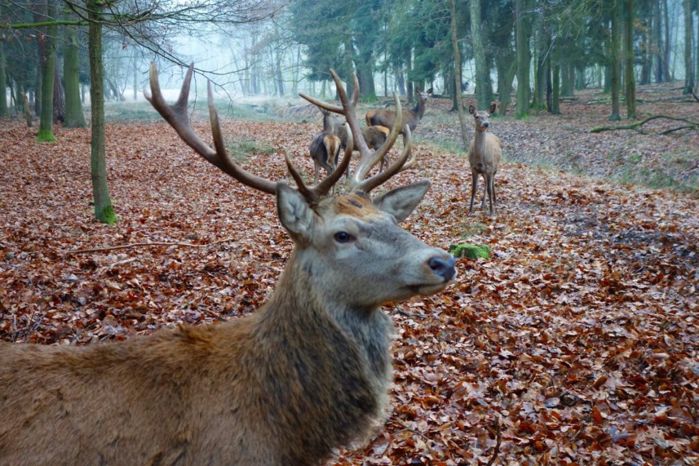 Wildpark, &copy; TDG Rechlin