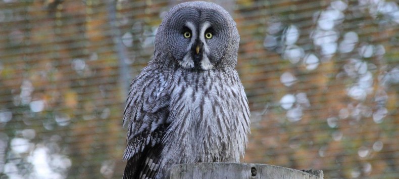 Great horned owl in the Wildpark-MV, © Wildpark-MV