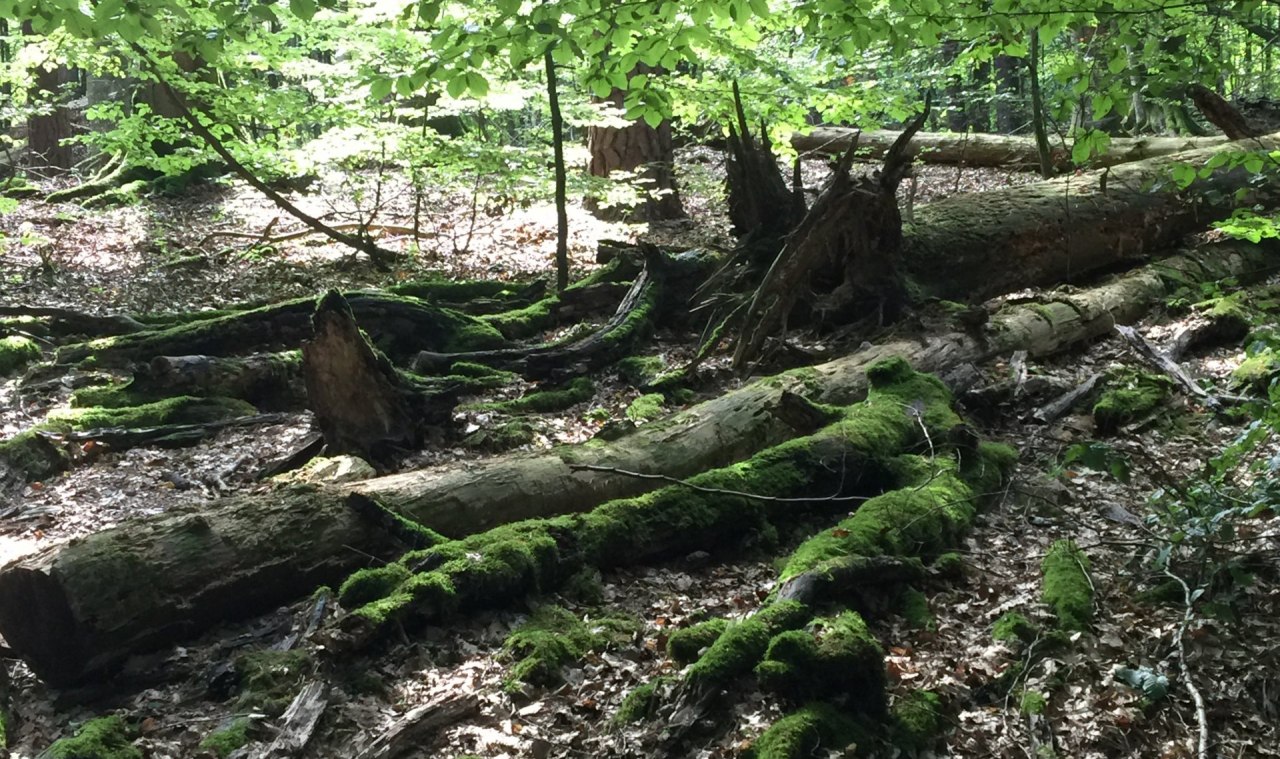 © Otto Woit © Otto Woit