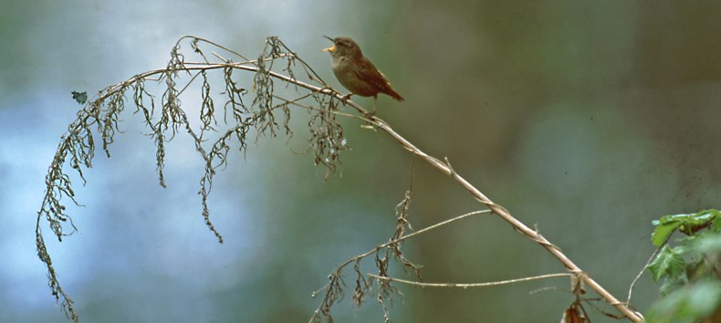 &copy; NPA M&uuml;ritz