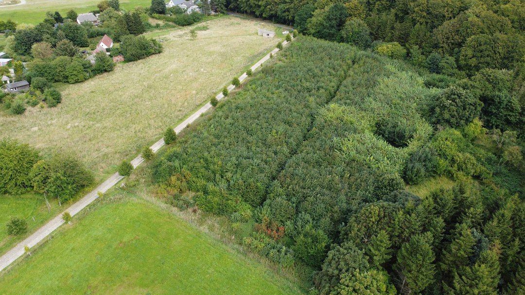 Klimatyczny las Stubnitz, © Landesforst MV Klimatyczny las Stubnitz, © Landesforst MV