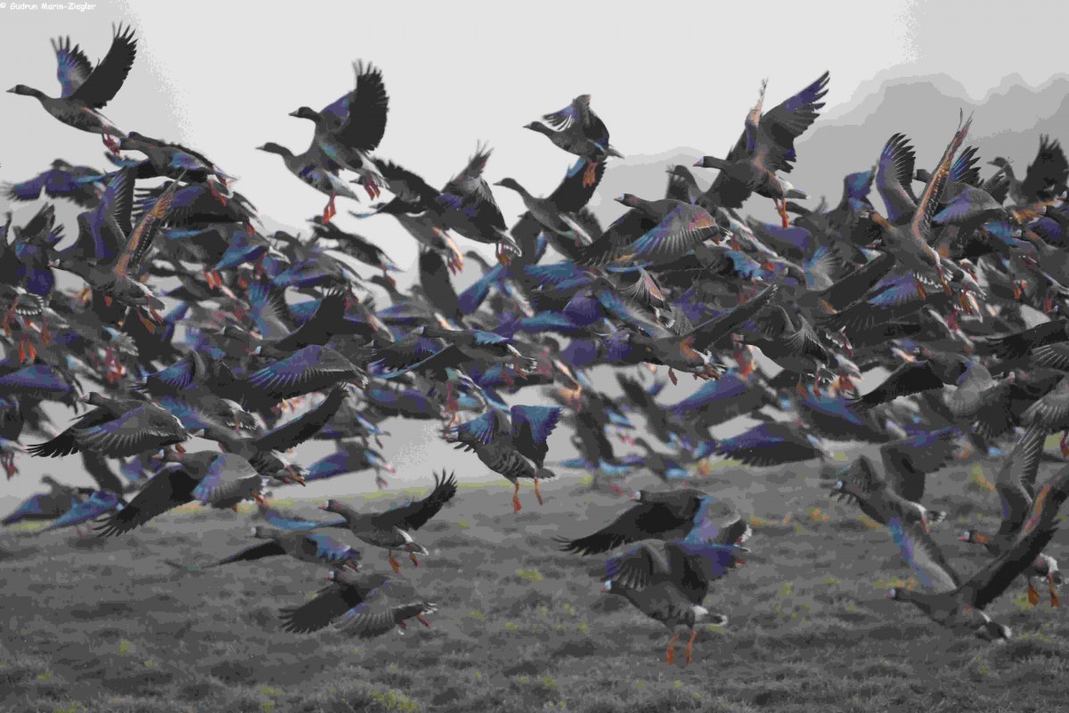 Dzikie gęsi, &copy; Gudrun Marin-Ziegler