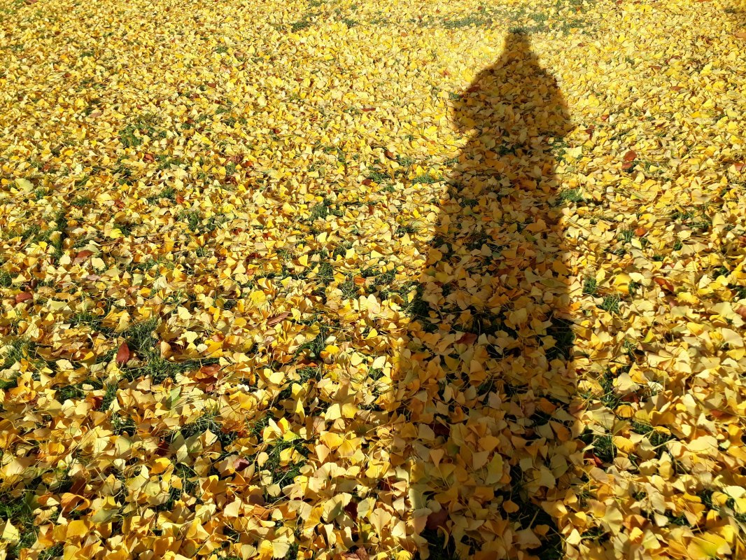 Ginkgobladeren // © Angela Pfennig Ginkgobladeren // © Angela Pfennig