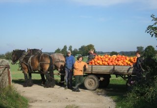 In september worden de Hokkaido pompoenen geoogst op de boerderij van opa. // © Opas Bauernhof In september worden de Hokkaido pompoenen geoogst op de boerderij van opa. // © Opas Bauernhof