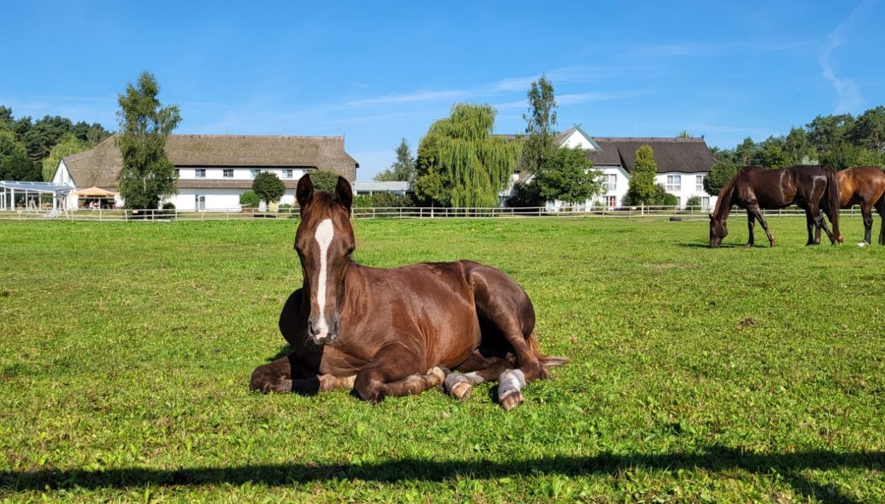 Źrebaki na naszym pastwisku tuż obok hotelu, © Hotel Friesenhof Źrebaki na naszym pastwisku tuż obok hotelu, © Hotel Friesenhof