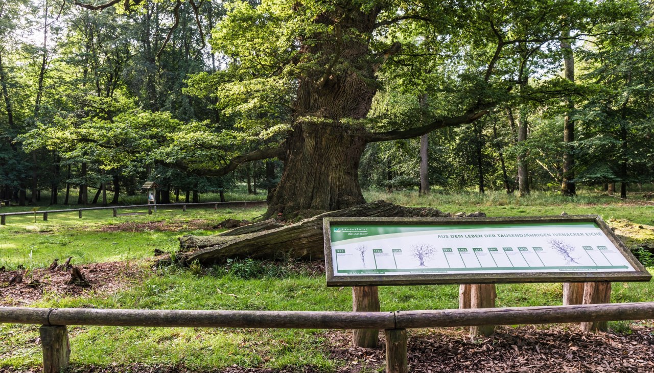 Wycieczki po obszarze leśnym Ivenacker Eichen, &copy; TMV