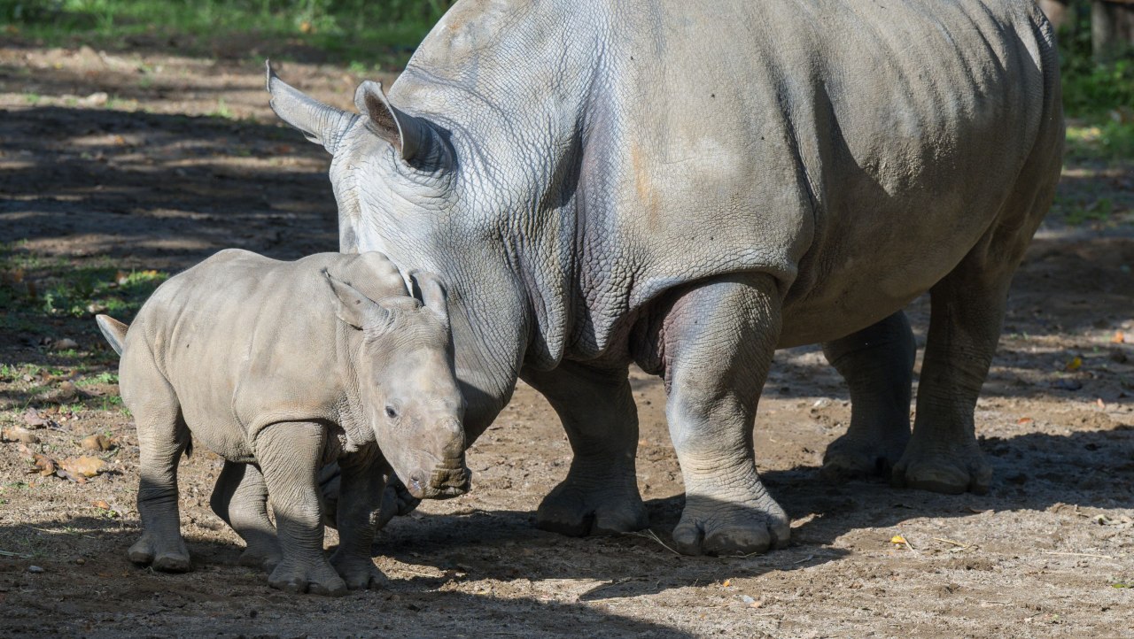 Neushoorn - Dierentuin Schwerin (2), &copy; Zoo Schwerin