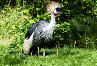 The crowned crane is zoo animal of the year 2026 // &copy; Hansestadt Stralsund