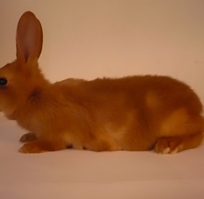(Childhood photograph my partner Reinier took of his rabbit 20 years ago, still serving as the Wikipedia image for the Vale Van Bourgondië since). // © Courtesy: Céline Mathieu, Reinier Hoon & Gauli Zitter. (Childhood photograph my partner Reinier took of his rabbit 20 years ago, still serving as the Wikipedia image for the Vale Van Bourgondië since). // © Courtesy: Céline Mathieu, Reinier Hoon & Gauli Zitter.