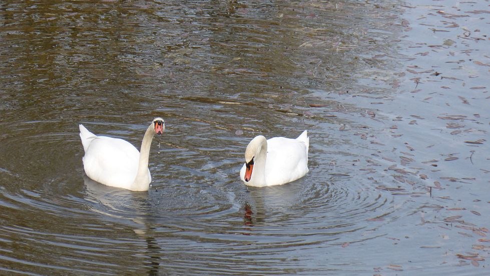 Swans, © A. Schulz