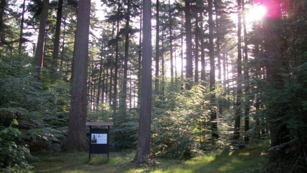 Douglas firs near Parchim with information board, © Foto: Stadt Parchim Douglas firs near Parchim with information board, © Foto: Stadt Parchim
