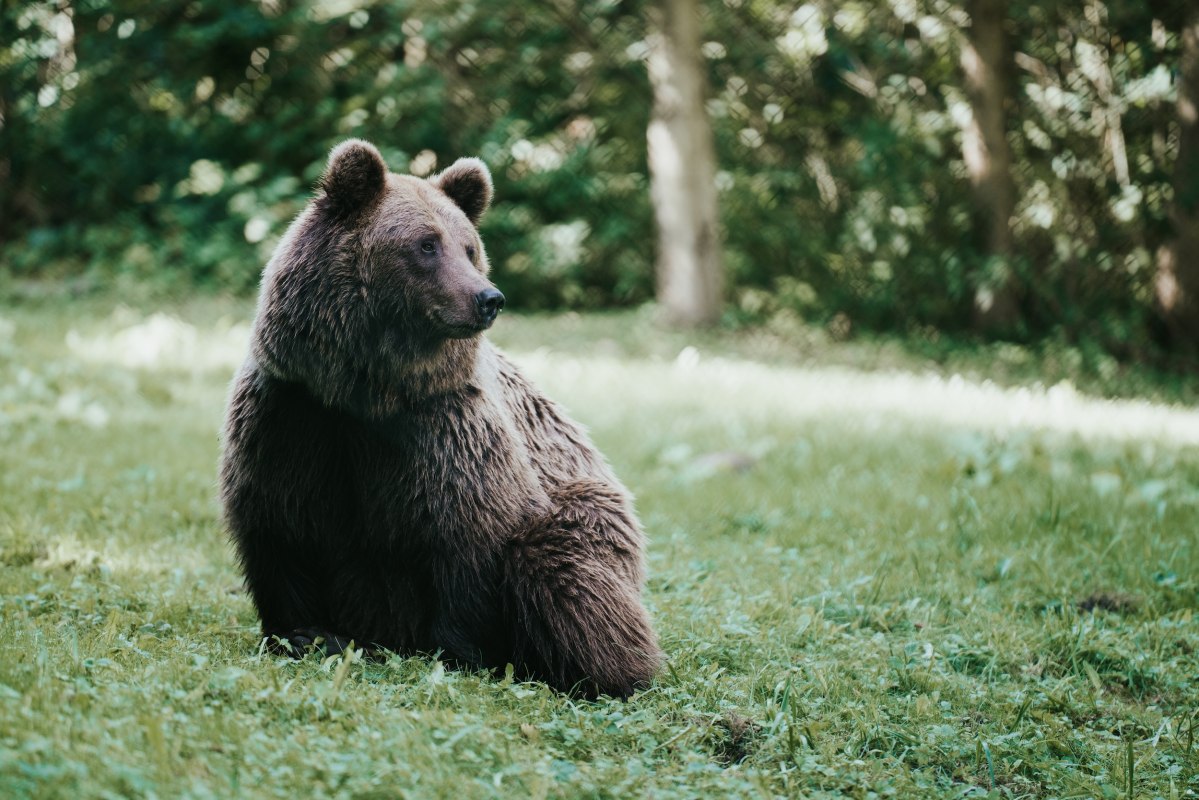 Niedźwiedź brunatny siedzi spokojnie na łące, a jego gęste futro lśni w świetle wpadającym przez korony drzew. W sanktuarium niedźwiedzi w Müritz niedaleko Stuer, uratowane niedźwiedzie znajdują odpowiedni dla gatunku dom na 16 hektarach lasu. Można tu obserwować, jak zwierzęta żyją w swoim naturalnym rytmie - to wzruszające doświadczenie natury. // © 1000seen.de Niedźwiedź brunatny siedzi spokojnie na łące, a jego gęste futro lśni w świetle wpadającym przez korony drzew. W sanktuarium niedźwiedzi w Müritz niedaleko Stuer, uratowane niedźwiedzie znajdują odpowiedni dla gatunku dom na 16 hektarach lasu. Można tu obserwować, jak zwierzęta żyją w swoim naturalnym rytmie - to wzruszające doświadczenie natury. // © 1000seen.de