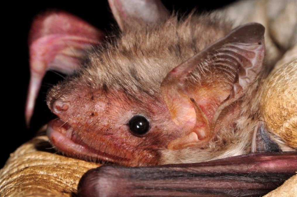 Gro&szlig;es_Mausohr_A.Griesau, &copy; Naturpark Feldberger Seenlandschaft A. Griesau