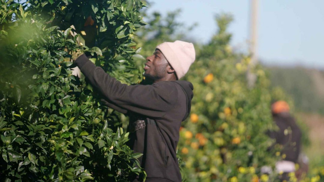 Harvesters picking oranges, © @ThePickers.org
