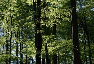 Beech forest // &copy; U. Me&szlig;ner