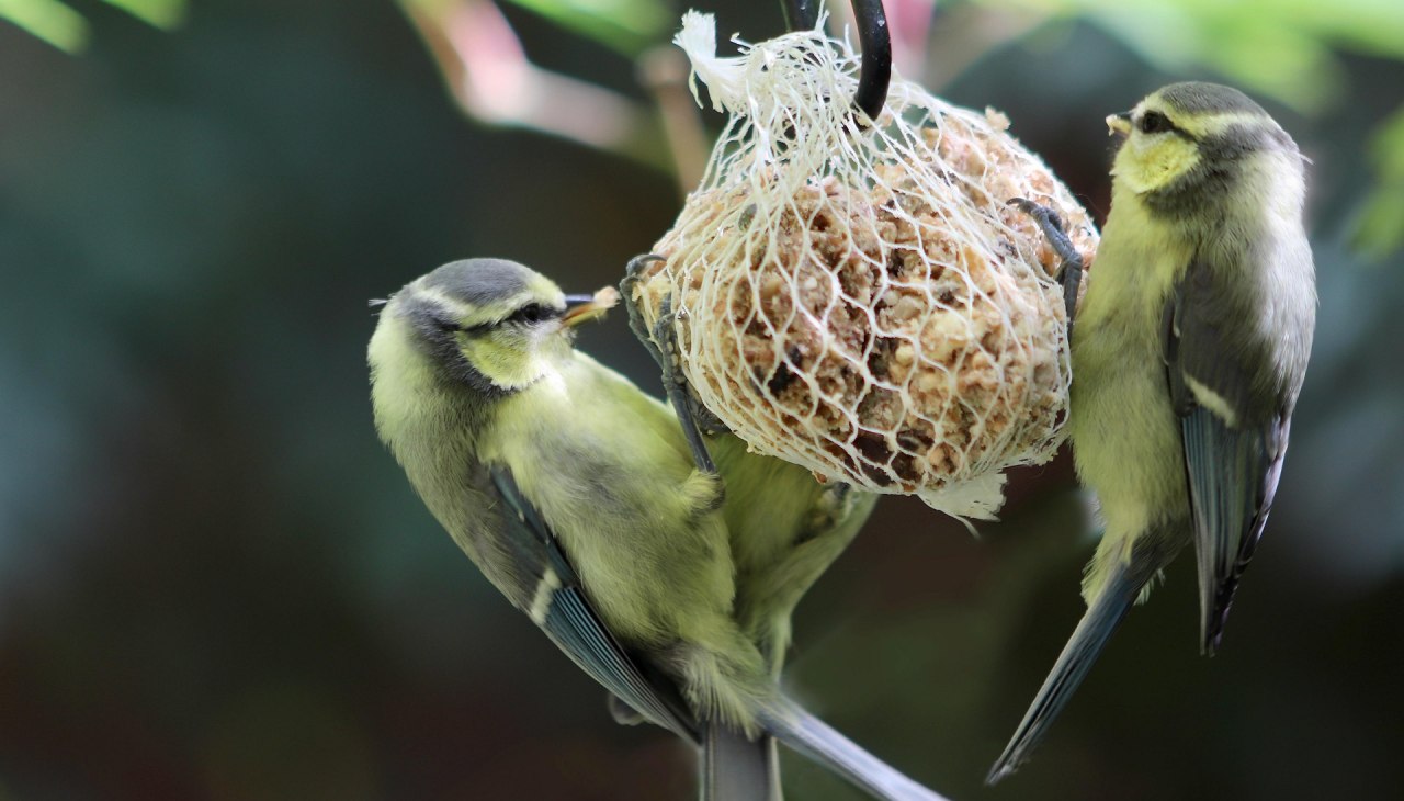 © Meisenknödel.jpg © Meisenknödel.jpg