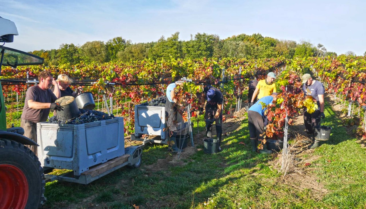 Kasteel Rattey Wijnmakerij, © Weingut Schloss Rattey | Inselmühle Usedom GmbH Kasteel Rattey Wijnmakerij, © Weingut Schloss Rattey | Inselmühle Usedom GmbH
