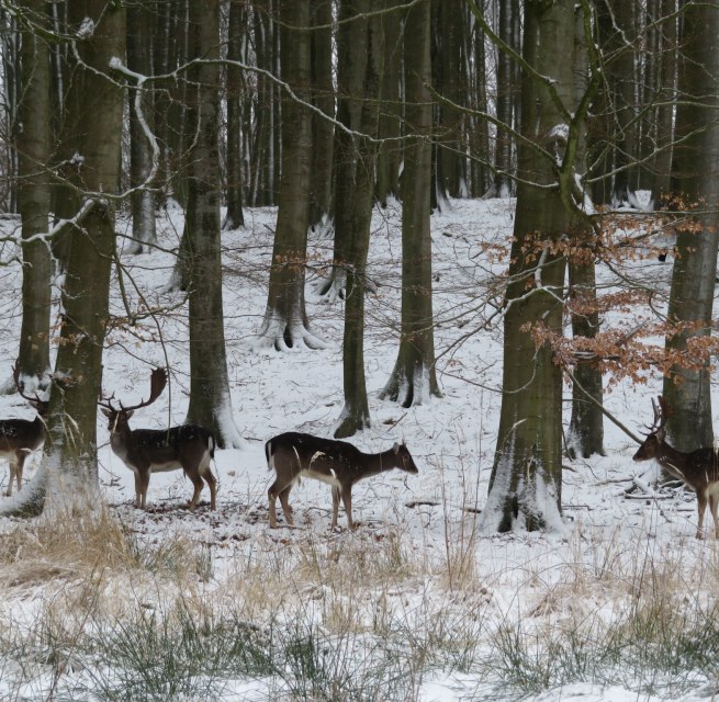 &copy; Nationalpark-Zentrum K&Ouml;NIGSSTUHL