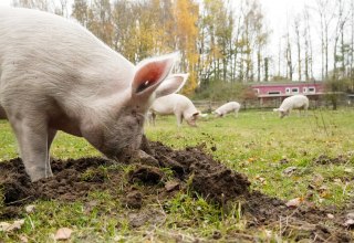 © Land der Tiere © Land der Tiere