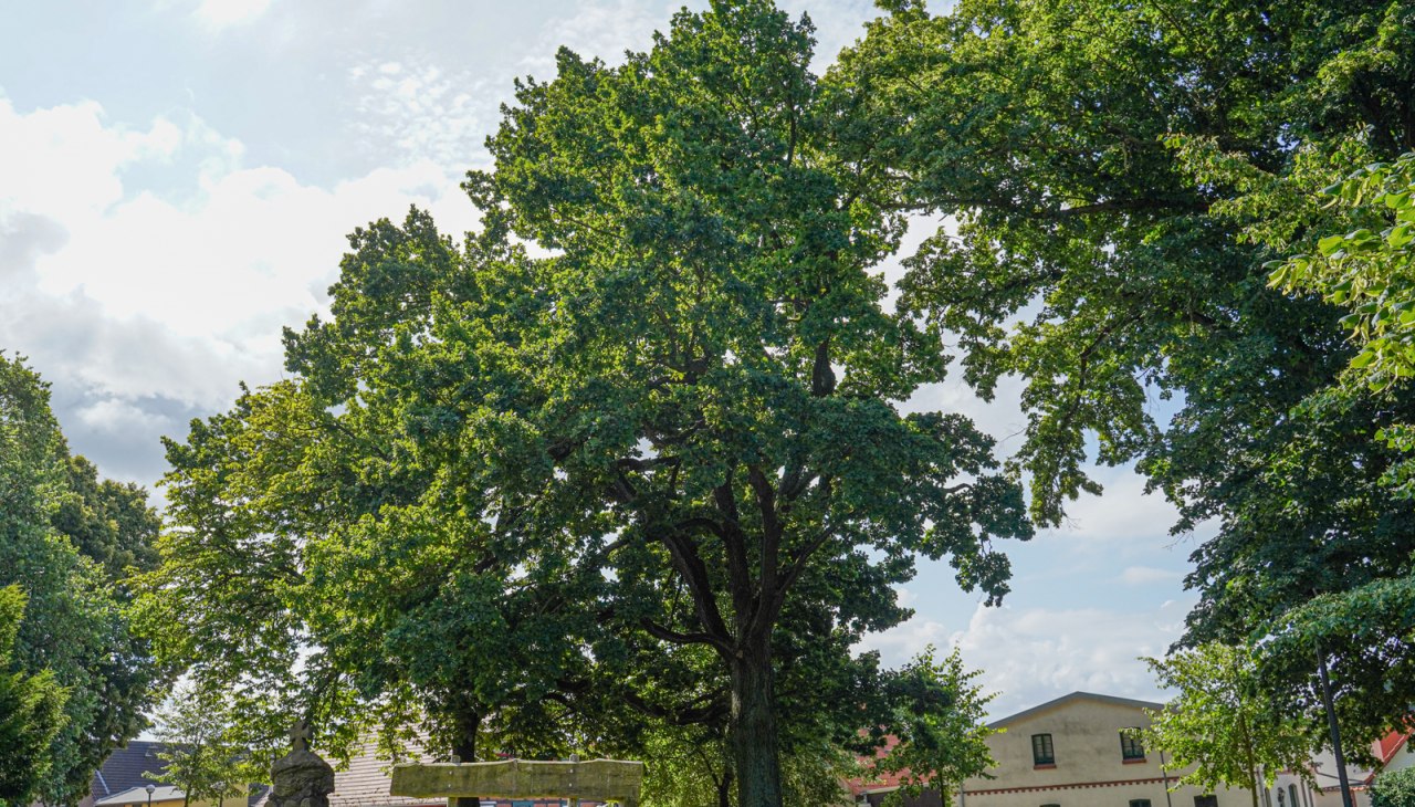 friedenseiche-st-bartholomaeus-kirche-damgarten-2025-RDG-1, © Bernsteinstadt Ribnitz-Damgarten