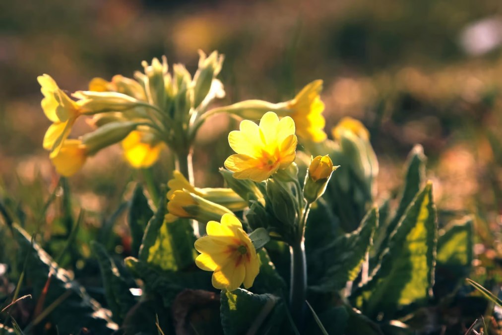 In het spoor van de lente, &copy; Gemeinde Ostseebad Glowe