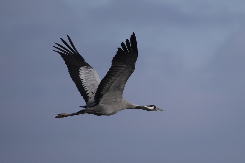 Single_crane_flying_Lutz_Storm_1800, © Nationalparkamt Vorpommern
