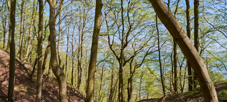 &copy; Burwitz Pocha