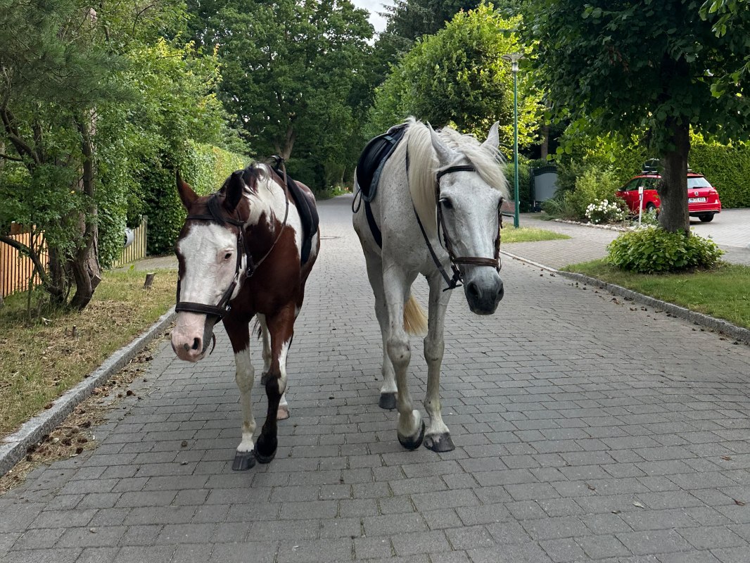 An Autumn Walk with Horses // © Martha E. Bende An Autumn Walk with Horses // © Martha E. Bende