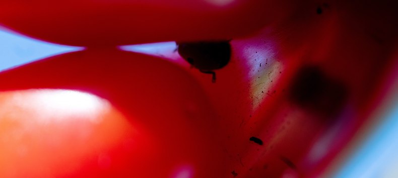 © Courtesy: Paul Niedermayer & The Wig, Berlin. © Courtesy: Paul Niedermayer & The Wig, Berlin.