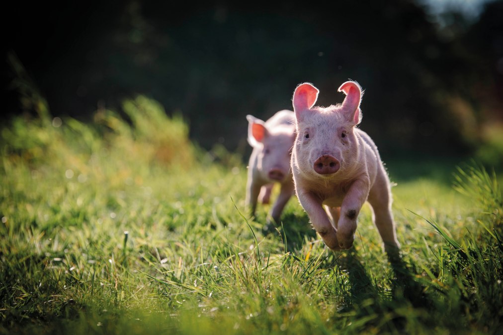 Anni en Rosalie in varkensland, © Land der Tiere