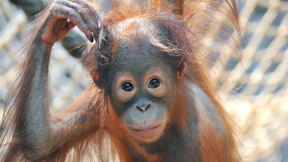Aapjes kijken. Een jonge orang-oetan in de Zoo van Rostock., © Zoo Rostock/Kloock