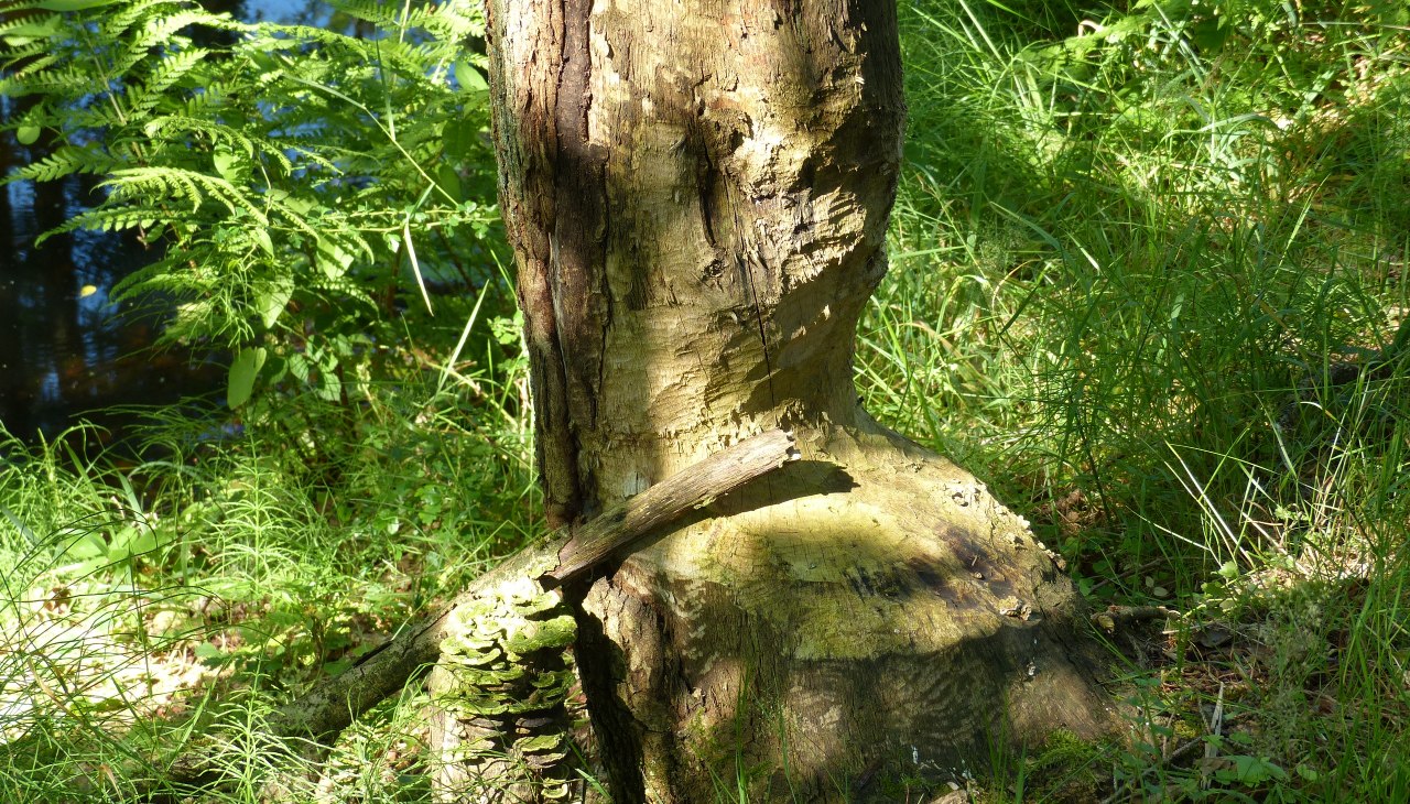 Afgeknaagde boom bij de Radebach, &copy; Naturpark Sternberger Seenland